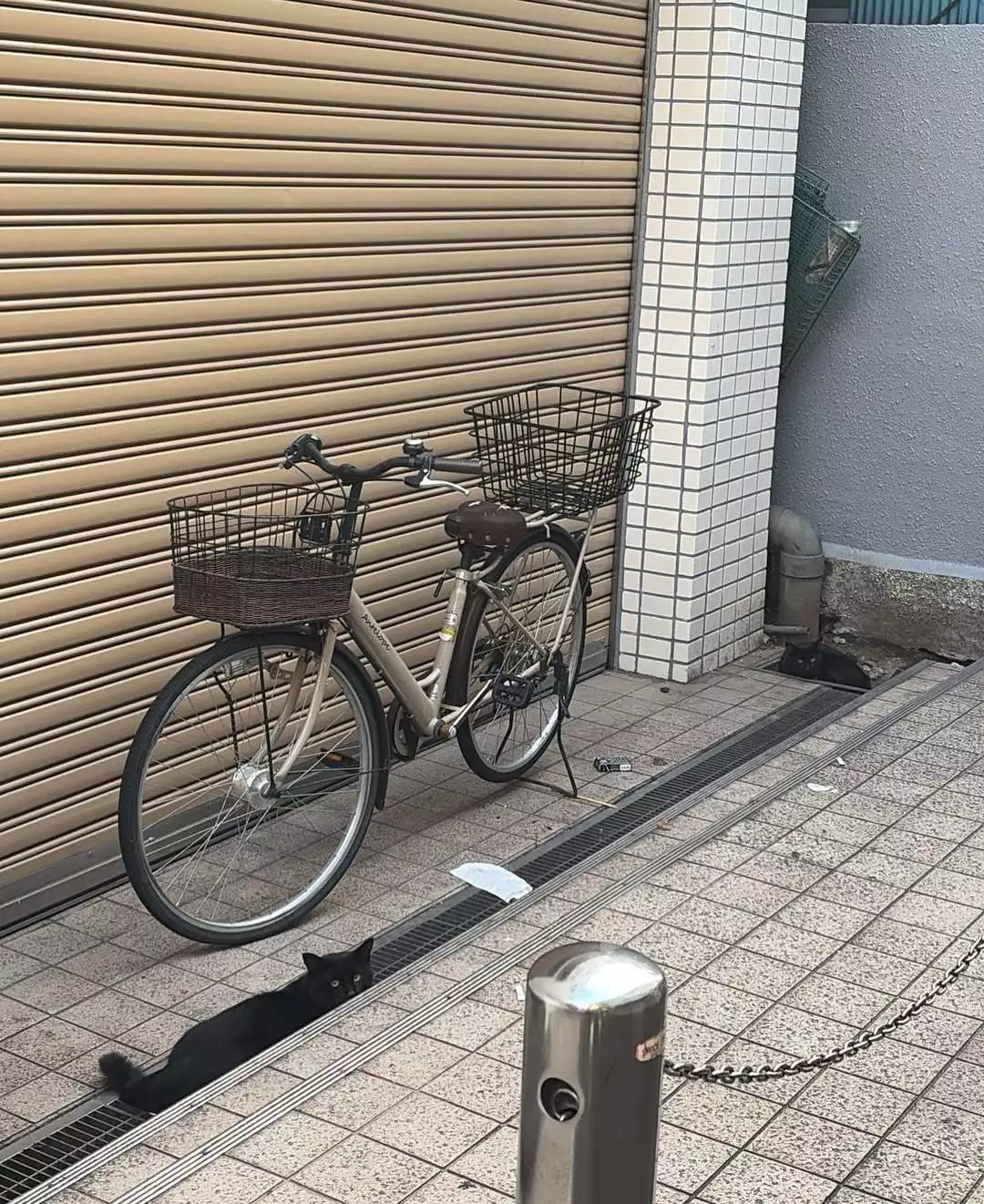 マコト