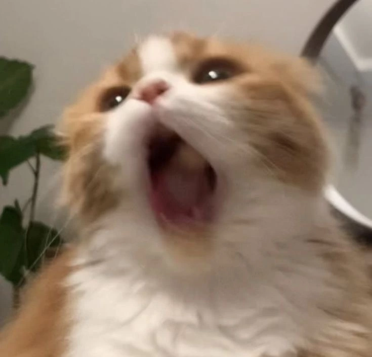 みみ