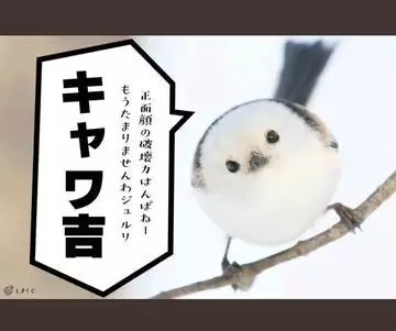 ひな