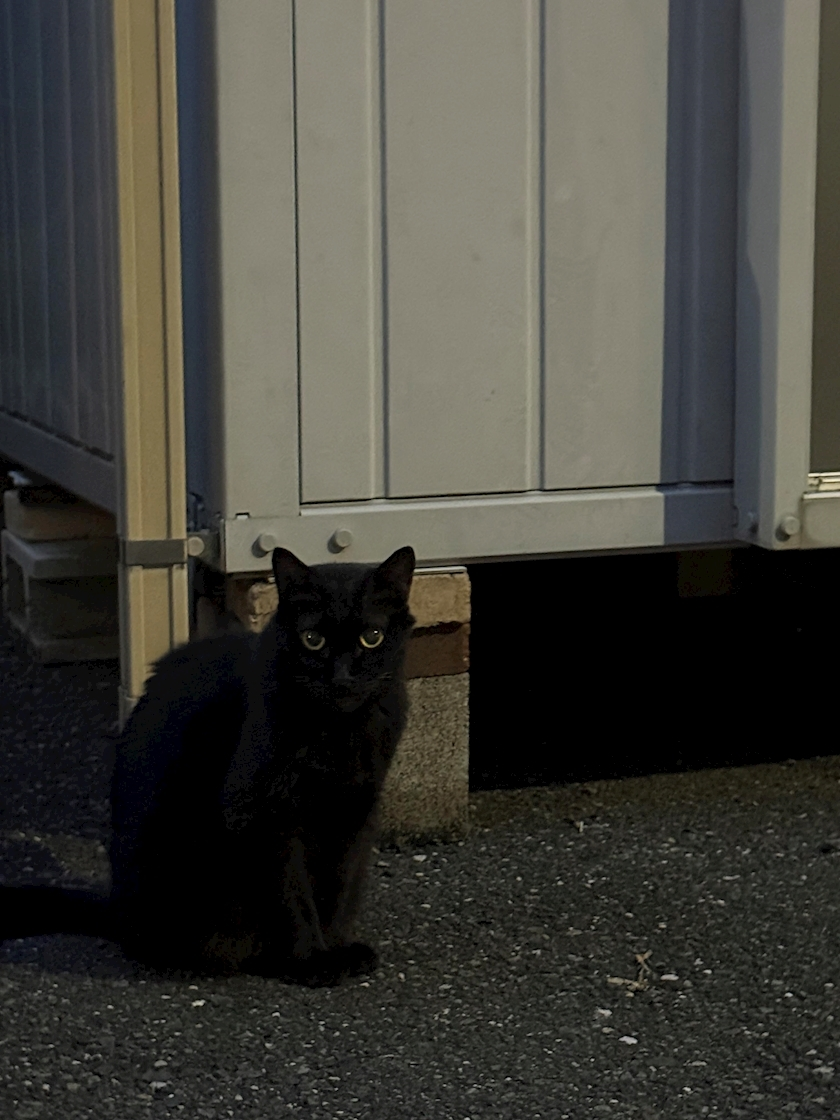 ナナ