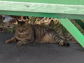 ひな