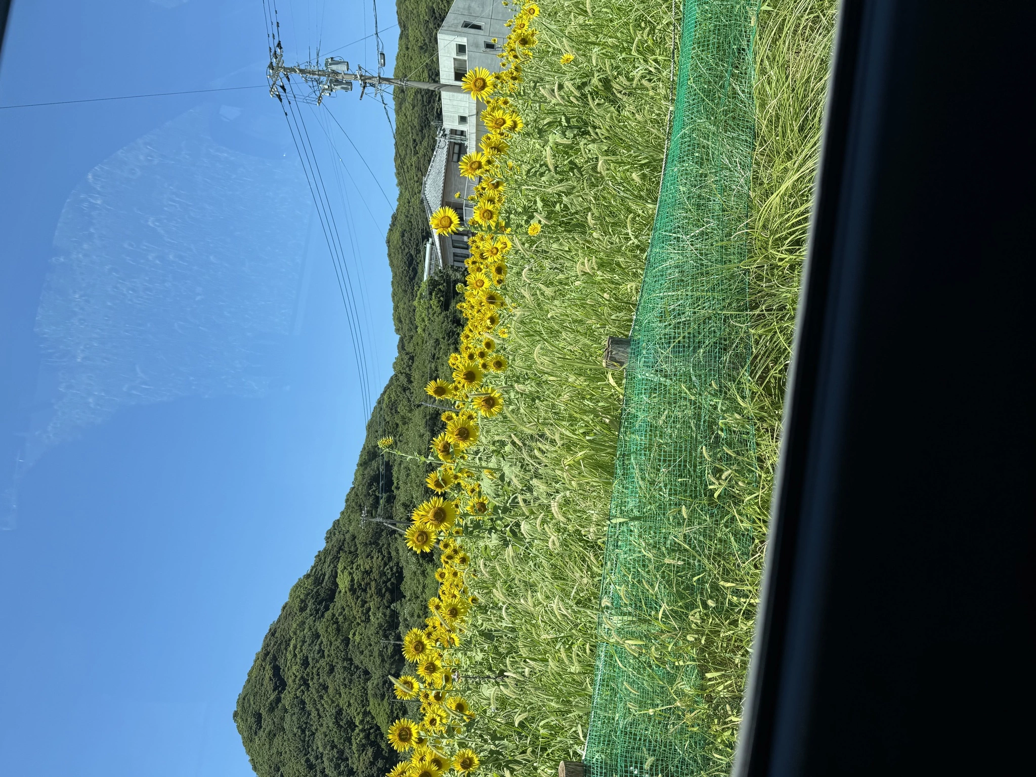 羽蘭