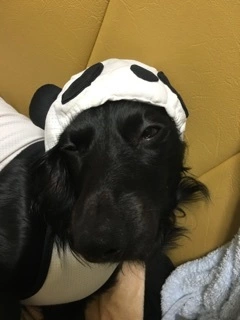 りえ