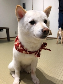 姫花