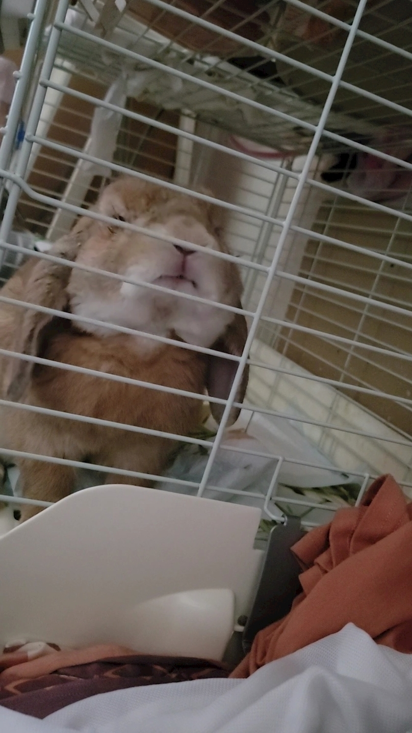ほのか