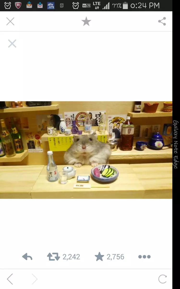 一条 まい