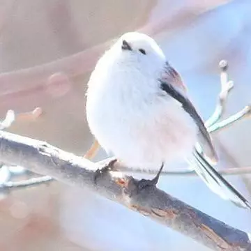 ひな