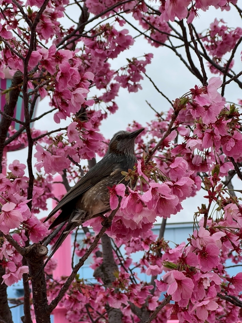 姫花