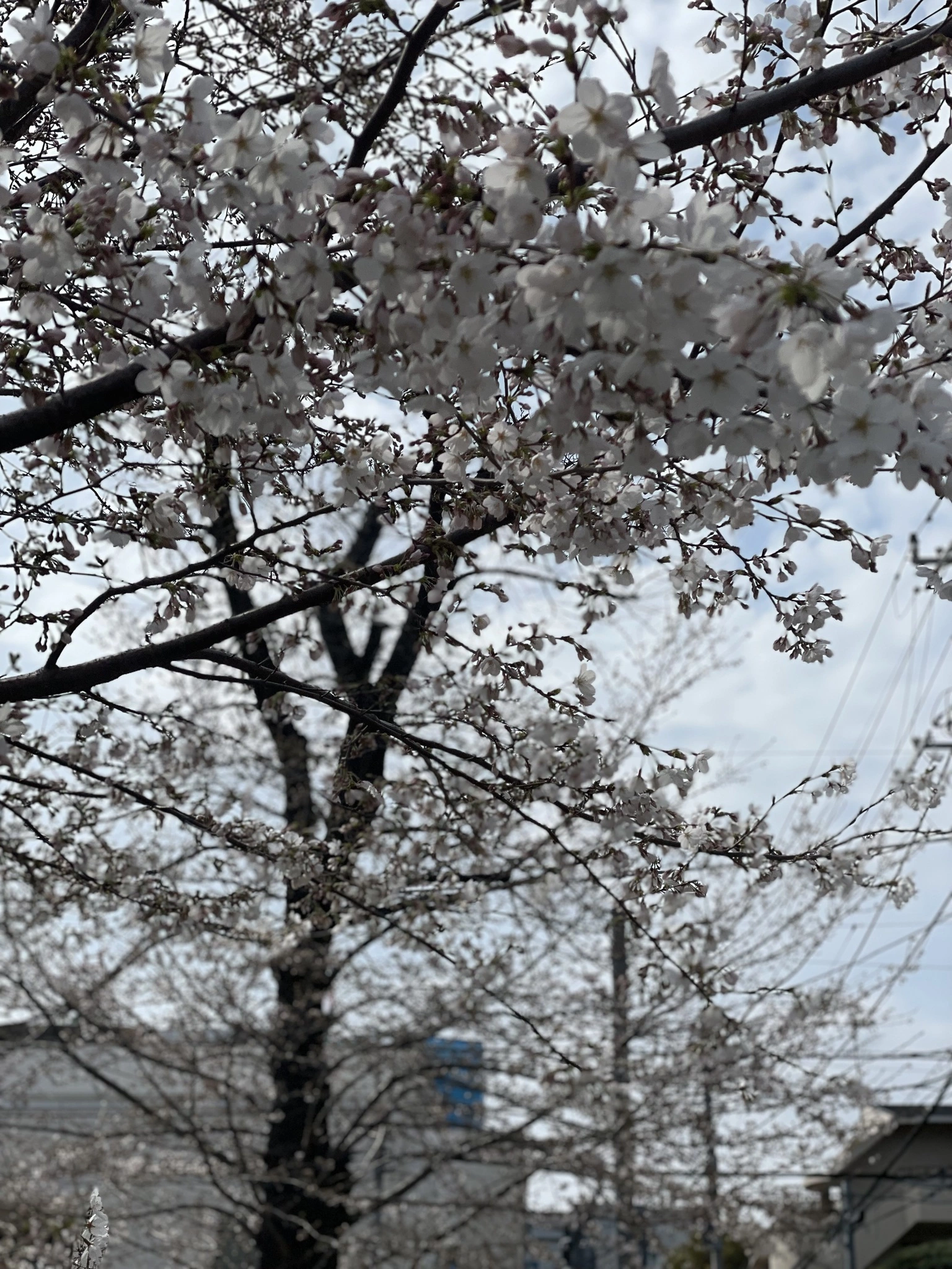 えり