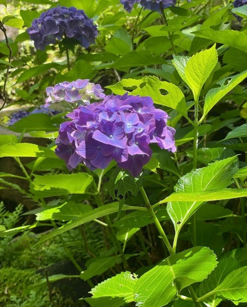 美月