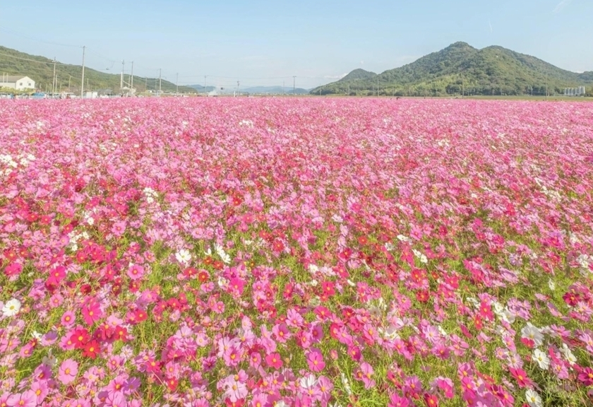 エミ （スタッフ）