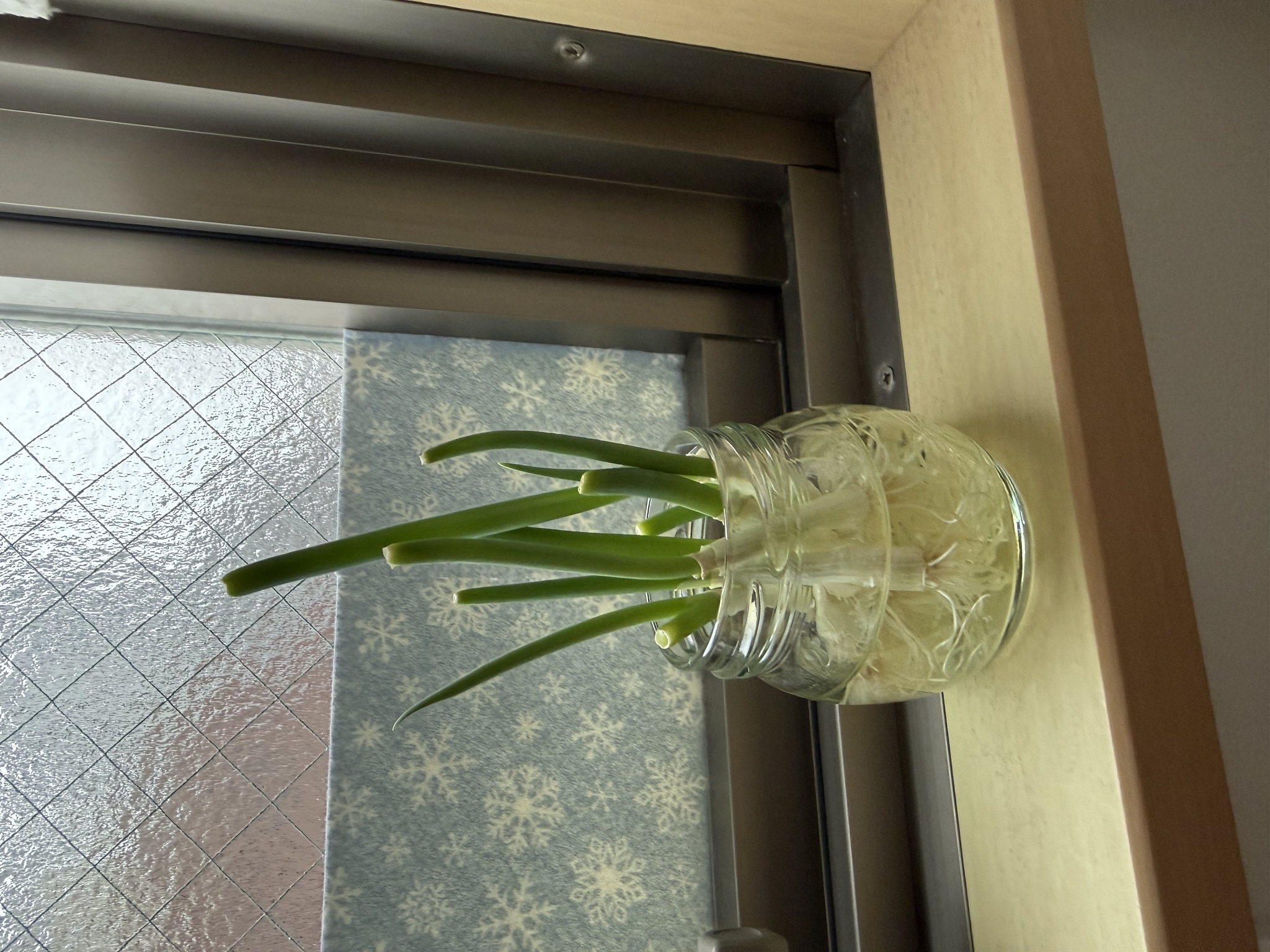 かえで