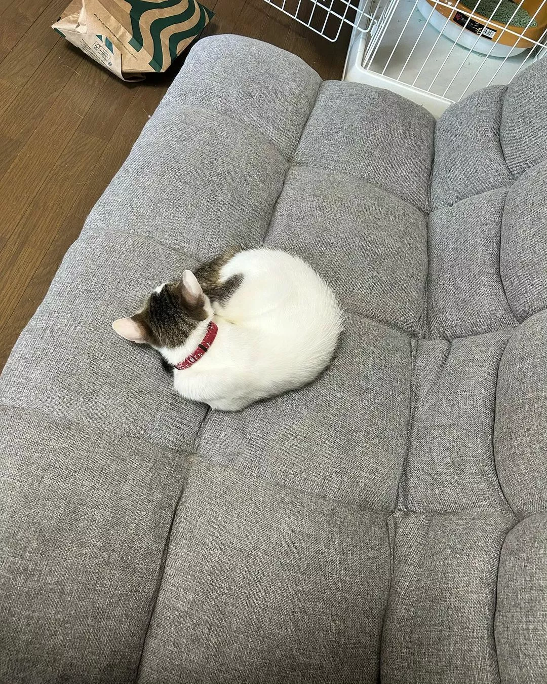 しおん