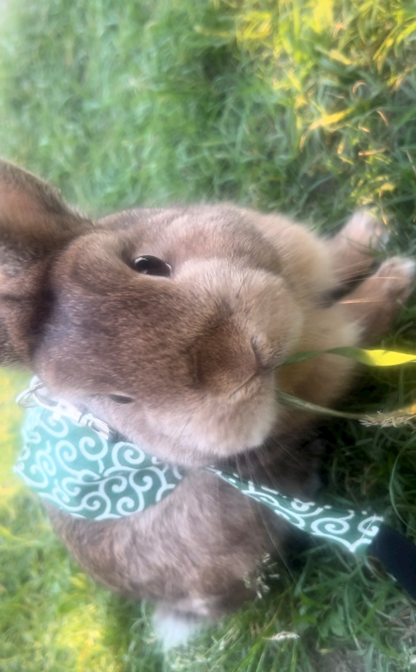 セナ