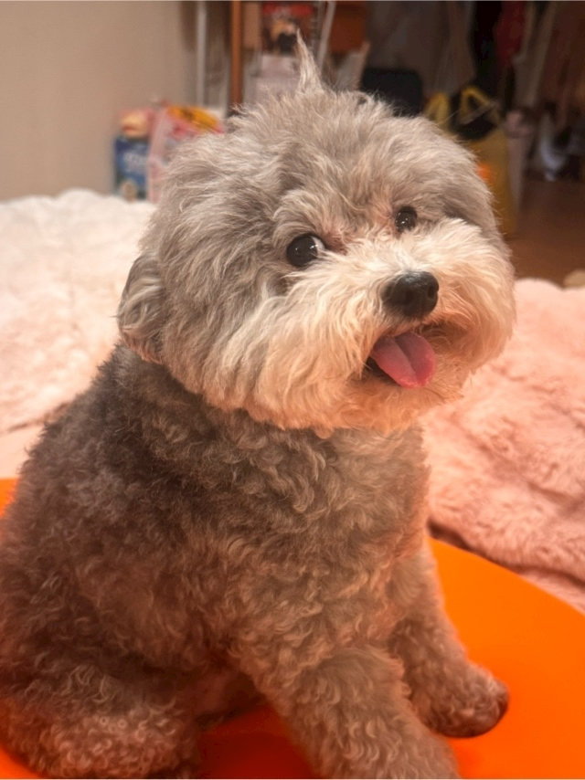 うづき ふうか