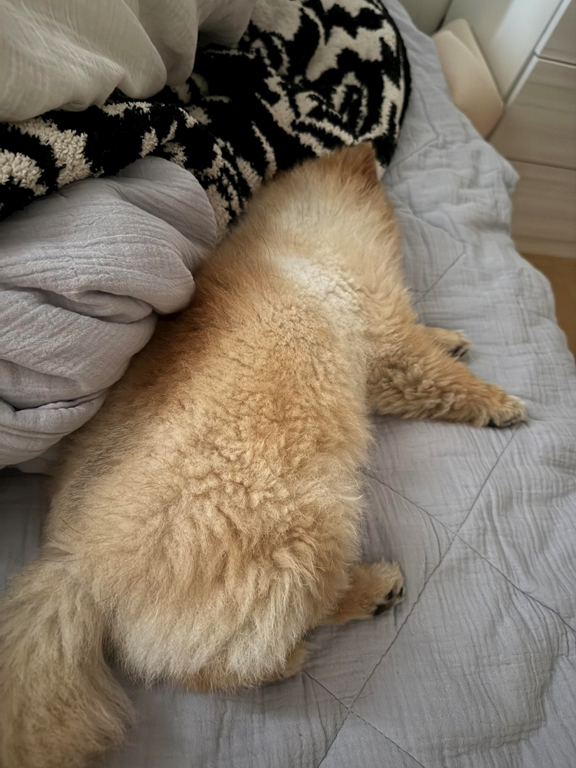 紬 むぎ