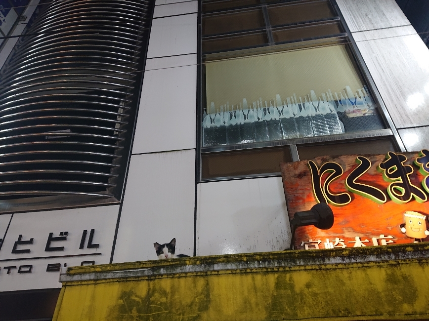 五条 椿