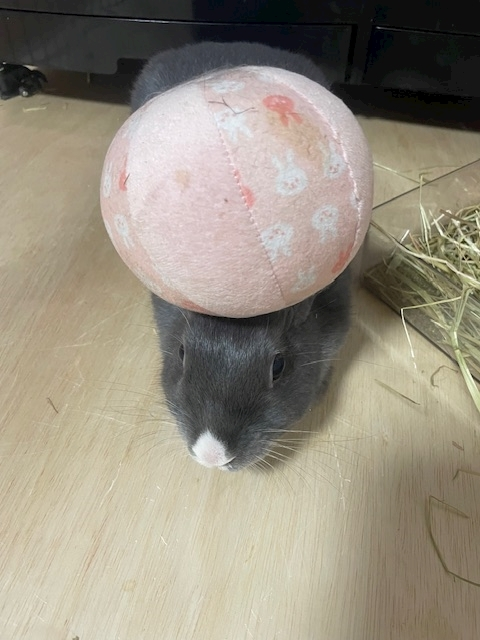 愛川 らん