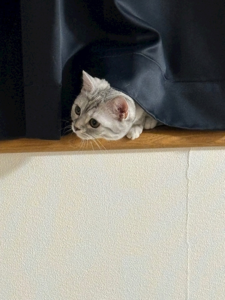 佐倉 里緒
