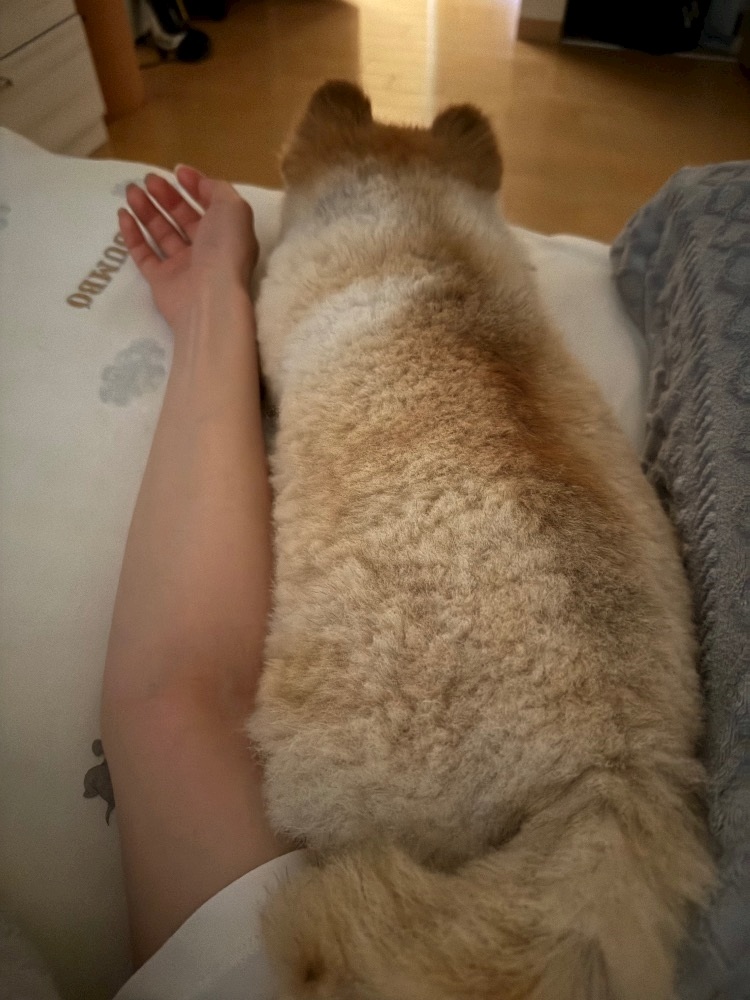 紬 むぎ