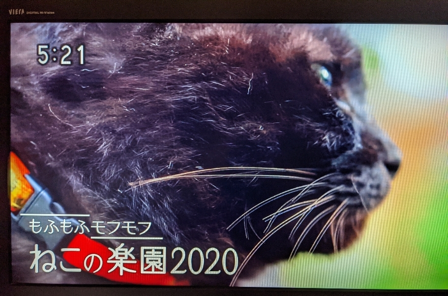 五条 椿