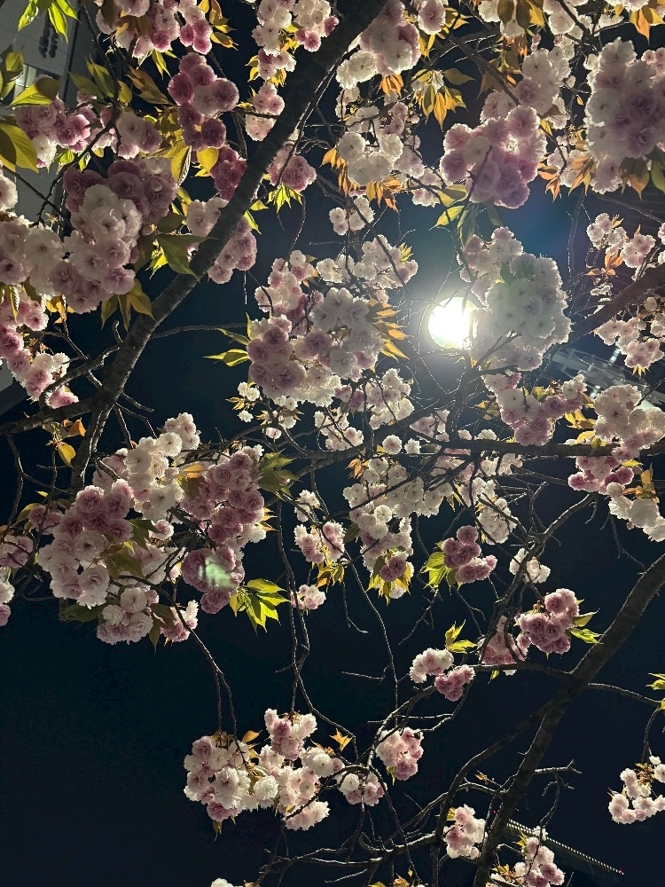 はるか