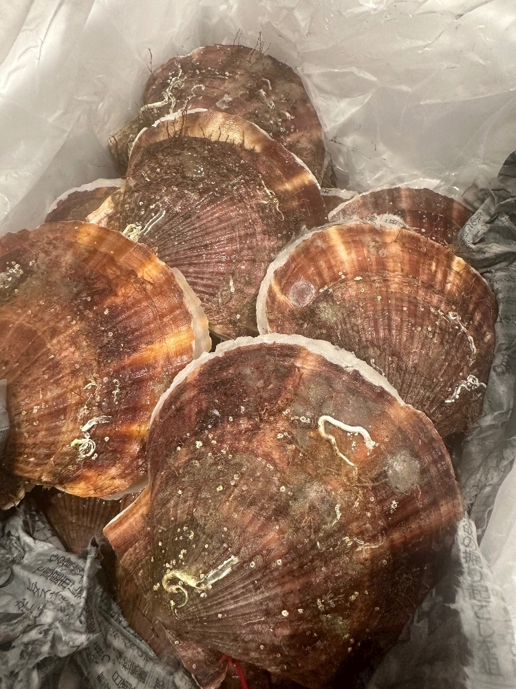 日向 茉莉