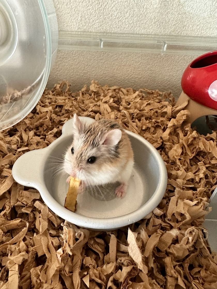 しいな