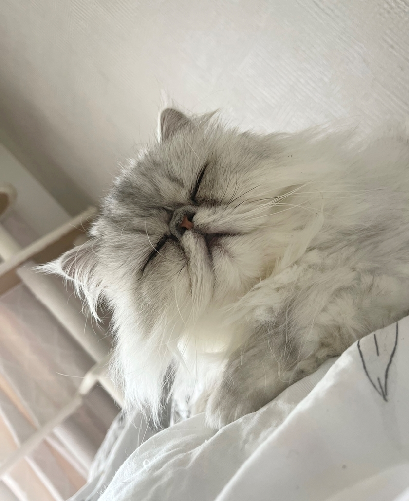 琶月 さな