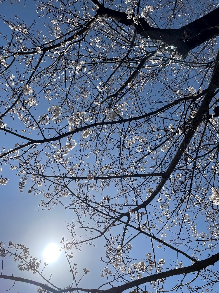 朝倉 しおり