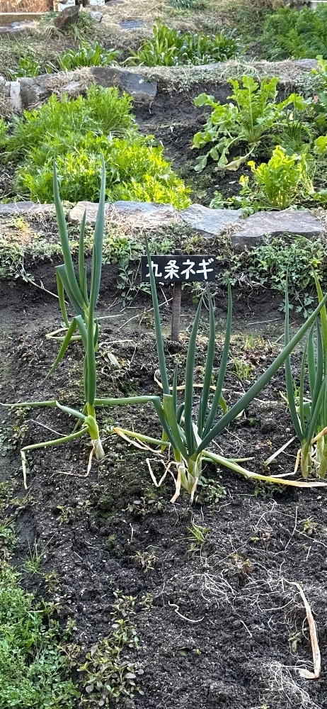 ひな