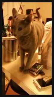 愛羽 仁美