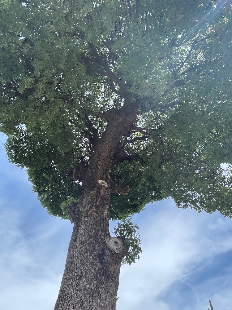 朝倉 しおり