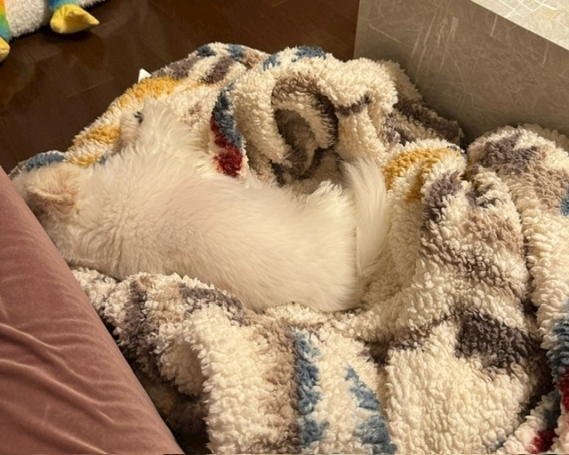 涼風 あき