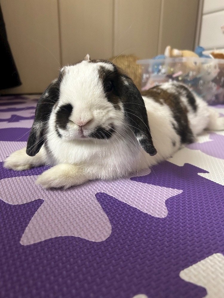 湊崎 さな
