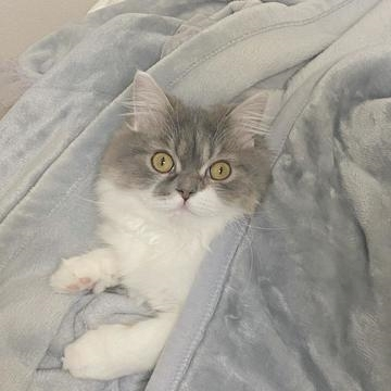 みらん