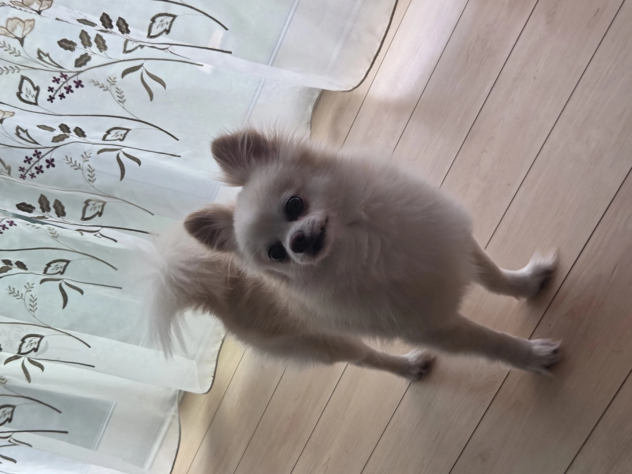 あおい