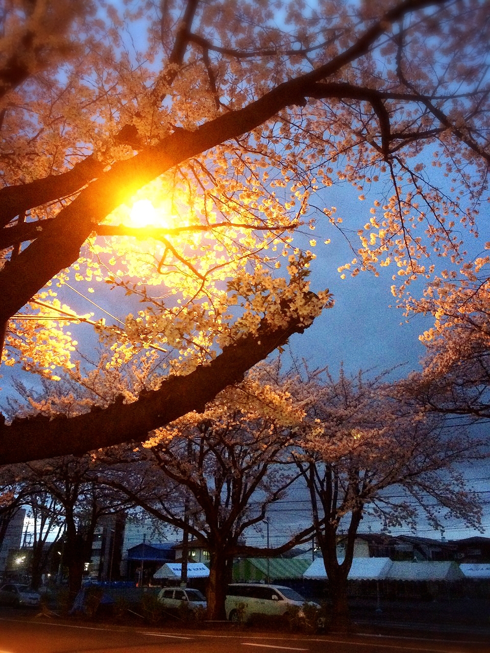 桜咲 飛鳥