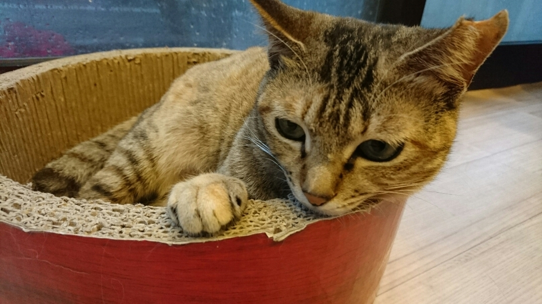 五条 椿