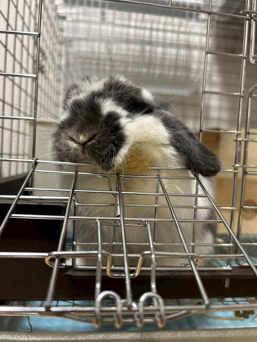 高槻 かえで