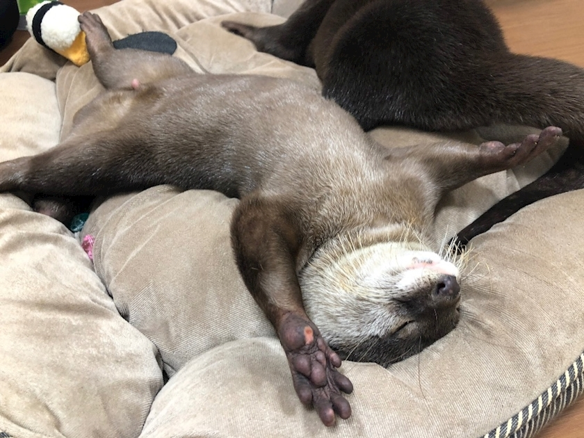 せいな