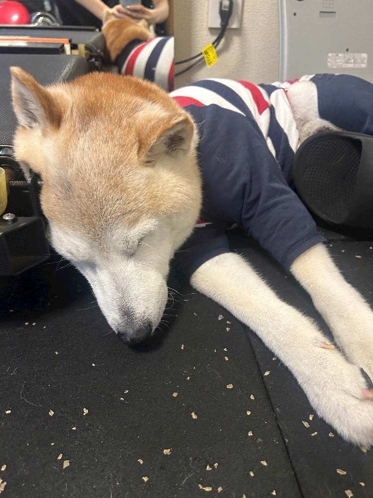 つばき