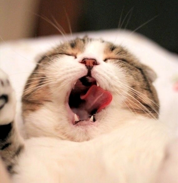 なつこ