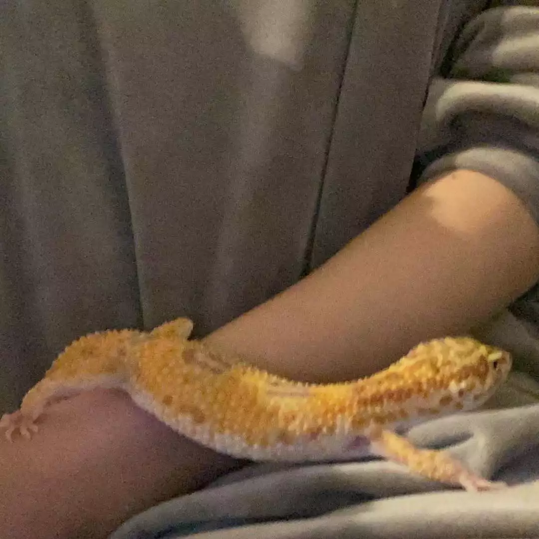 ナナ