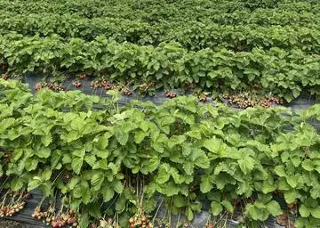 長瀬 純恋