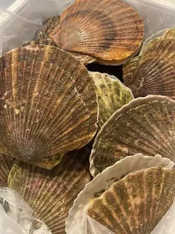 長瀬 純恋