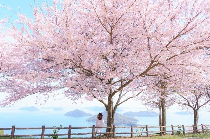 しほ