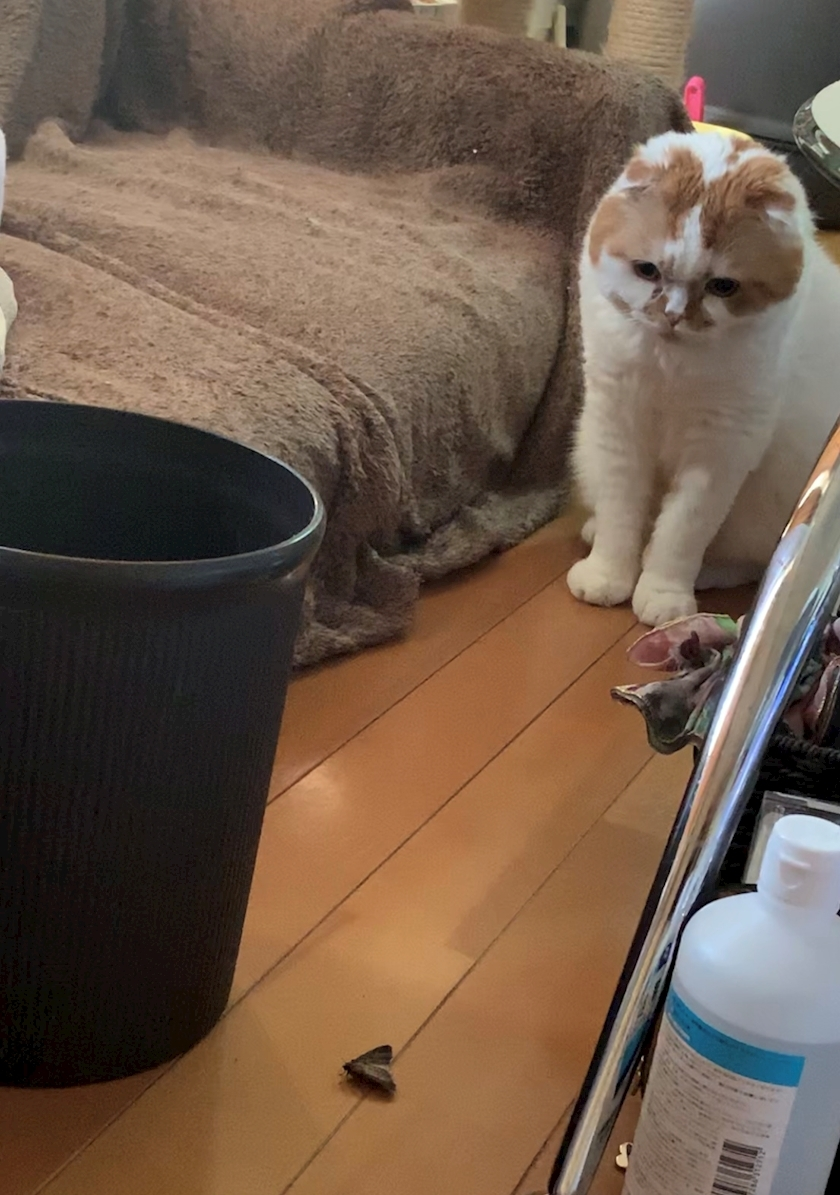 れみ