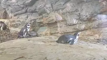 ひな