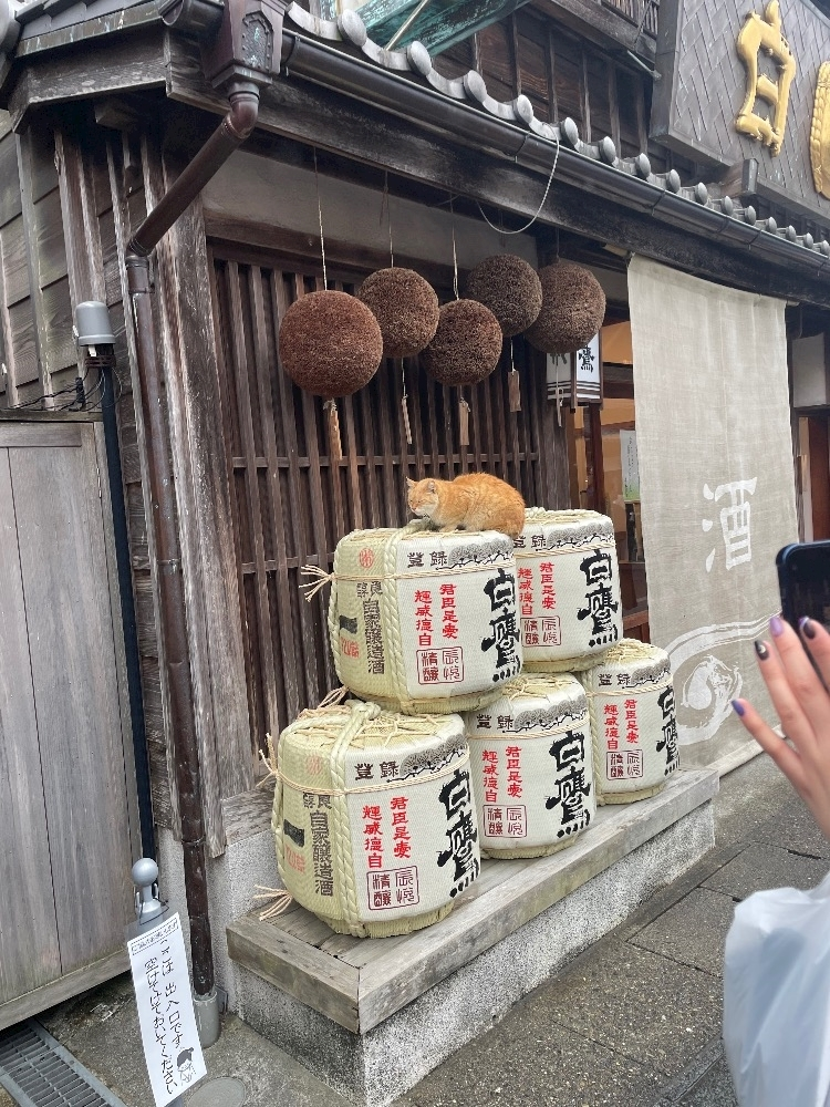 春野 じゅり
